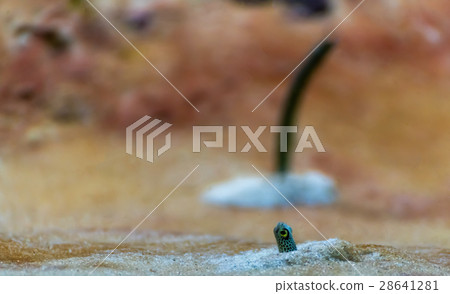garden eel in aquarium tank 28641281
