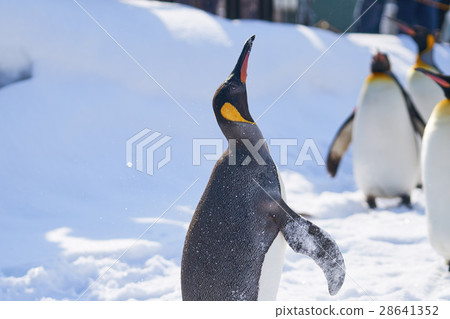 拍打企鵝王 28641352