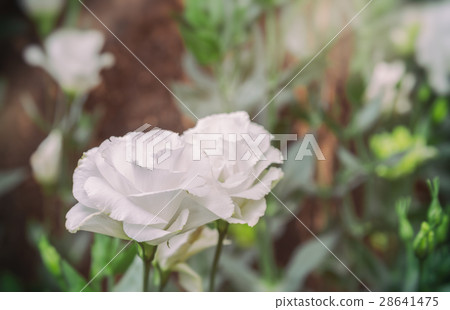 lisianthus flower bed on day time lisianthus flower bed on day time 28641475