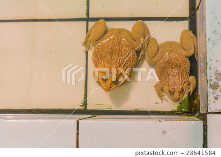 East Asian bullfrog tadpole in pond 28641584