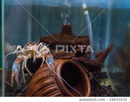 crayfish in aquarium tank 28641638