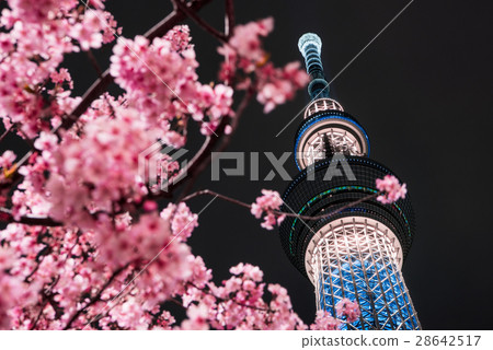 Kawazu Sakura和東京天空樹 Kawazu Sakura和東京天空樹 28642517