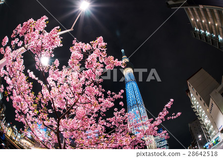 Kawazu Sakura和東京天空樹 28642518