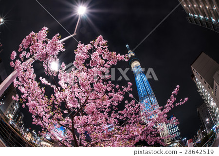 Kawazu Sakura和東京天空樹 28642519