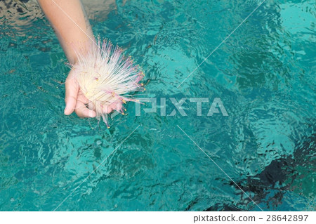 flower in hand the boy at swimming pool. 28642897