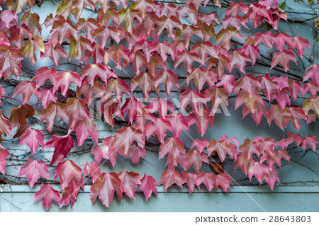 Red wild creepy vine Ampelopsis grape Red wild creepy vine Ampelopsis grape 28643803