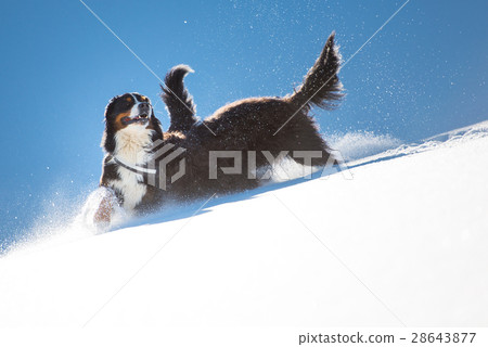 Bergamasco Shepherd is Bernese playing in the snow Bergamasco Shepherd is Bernese playing in the snow 28643877