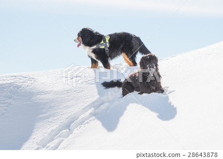 Bergamasco Shepherd is Oberland on snow in winter 28643878