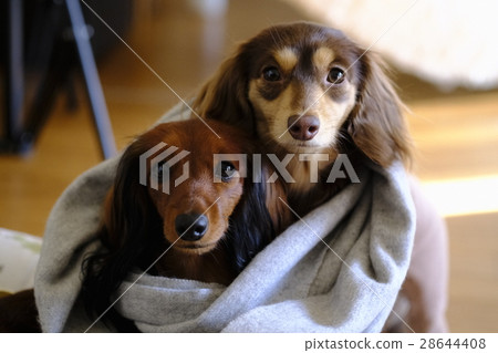 A good friend 28644408