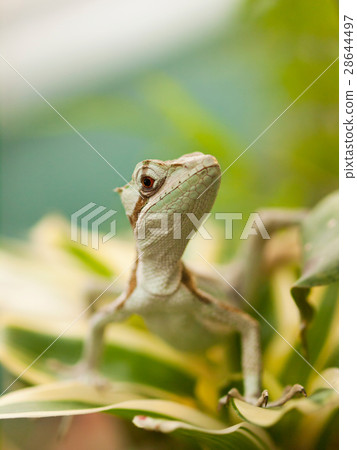 Serated Caquehesd Iguana - Laemanctus serratus Serated Caquehesd Iguana - Laemanctus serratus 28644497