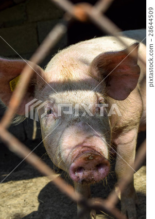 Happy pig Happy pig 28644509