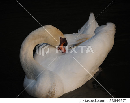 duck 28644571