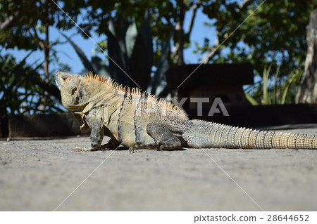 Iguana 28644652