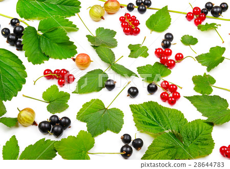 Black and red currants, gooseberries and leaves  28644783