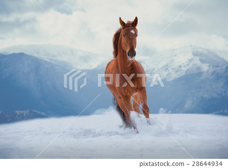 Red horse runs on snow on mountains background 28644934