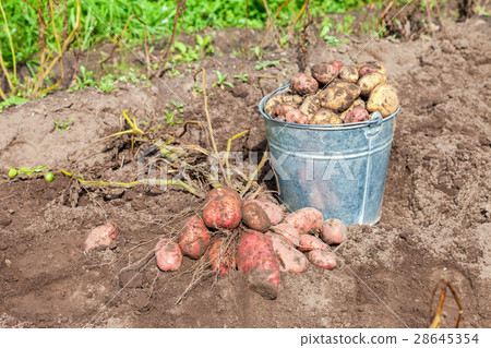 New organic potatoes in metal bucket New organic potatoes in metal bucket 28645354