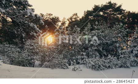 sunset in the winter frosty Christmas forest sunset in the winter frosty Christmas forest 28645427