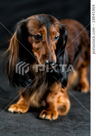 Dachshund on a dark background Dachshund on a dark background 28645904