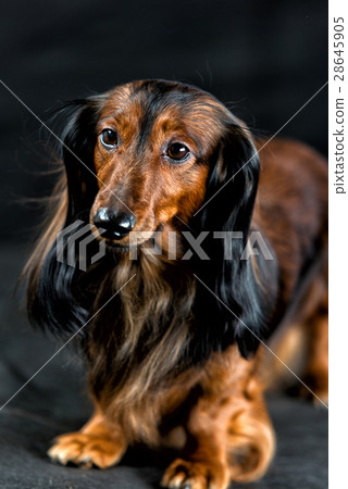 Dachshund on a dark background Dachshund on a dark background 28645905