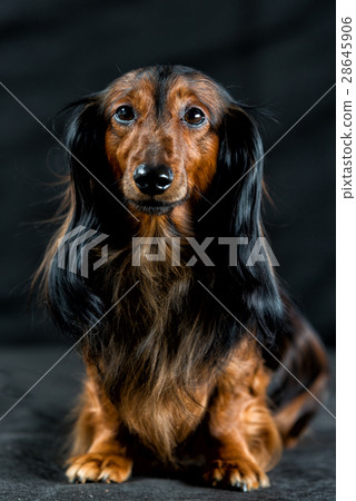 Dachshund on a dark background Dachshund on a dark background 28645906