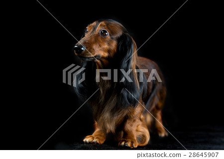 Dachshund on a dark background Dachshund on a dark background 28645907