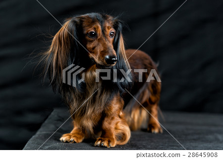 Dachshund on a dark background Dachshund on a dark background 28645908