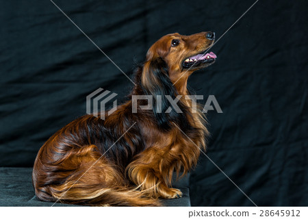 Dachshund on a dark background Dachshund on a dark background 28645912