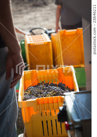 Vintner Standing Next To Crate of Freshly Picked Grapes Vintner Standing Next To Crate of Freshly Picked Grapes 28646211