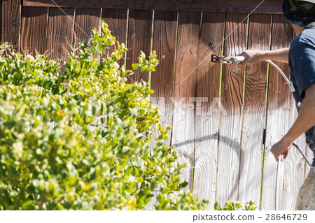 Professional Painter Spraying Yard Fence with Stain 28646729