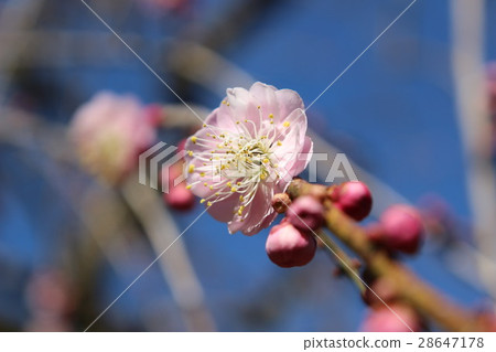 Plum blossom Plum blossom 28647178