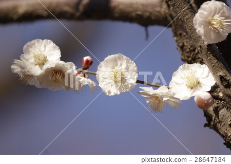 梅花 梅花 28647184