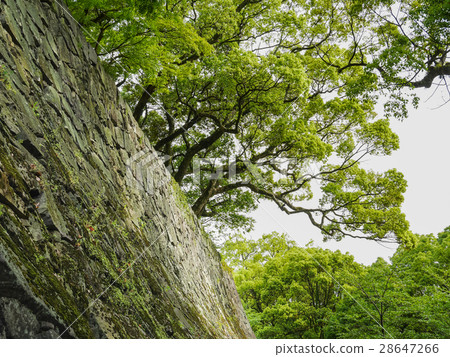 The stone walls of Kumamoto Castle, known as the "warrior-repelling" walls, and the fresh greenery create a beautiful spring scene. The stone walls of Kumamoto Castle, known as the "warrior-repelling" walls, and the fresh greenery create a beautiful spring scene. 28647266