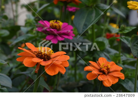 Taiwan, Tainan, Bairiju, Zinnia, Bairihua, colorful, all kinds, heart, pleasing, fireball, backgammon, long-lasting grass, zinnia Taiwan, Tainan, Bairiju, Zinnia, Bairihua, colorful, all kinds, heart, pleasing, fireball, backgammon, long-lasting grass, zinnia 28647809