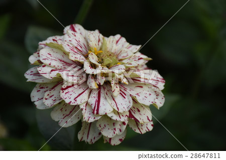 台灣,台南,百日菊,百日草,百日花,五顏六色,各式各樣,賞心,悅目,火球花,步步高,長久草,魚尾菊 台灣,台南,百日菊,百日草,百日花,五顏六色,各式各樣,賞心,悅目,火球花,步步高,長久草,魚尾菊 28647811