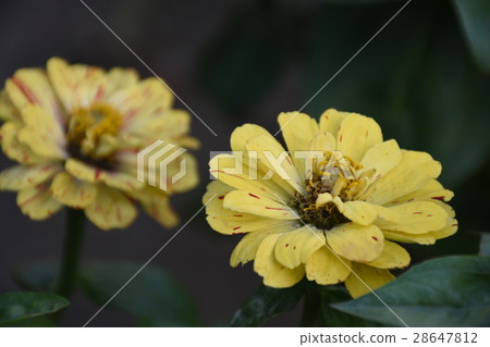 台灣,台南,百日菊,百日草,百日花,五顏六色,各式各樣,賞心,悅目,火球花,步步高,長久草,魚尾菊 台灣,台南,百日菊,百日草,百日花,五顏六色,各式各樣,賞心,悅目,火球花,步步高,長久草,魚尾菊 28647812