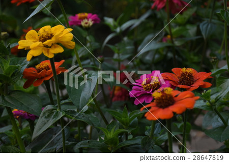 台灣,台南,百日菊,百日草,百日花,五顏六色,各式各樣,賞心,悅目,火球花,步步高,長久草,魚尾菊 台灣,台南,百日菊,百日草,百日花,五顏六色,各式各樣,賞心,悅目,火球花,步步高,長久草,魚尾菊 28647819