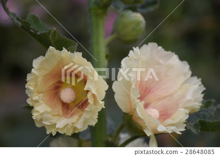 Taiwan, Tainan, Xuejia, Hollyhock, Hollyhock flower, colorful, all kinds of different, fighting for beauty, Malvaceae, Yizhanghong, Hollyhock, Hukui, big flower Taiwan, Tainan, Xuejia, Hollyhock, Hollyhock flower, colorful, all kinds of different, fighting for beauty, Malvaceae, Yizhanghong, Hollyhock, Hukui, big flower 28648085