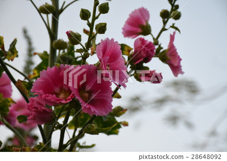 台灣,台南,學甲,蜀葵,蜀葵花,五顏六色,各式各樣,爭奇鬥艷,錦葵科,一丈紅,戎葵,胡葵,大花 台灣,台南,學甲,蜀葵,蜀葵花,五顏六色,各式各樣,爭奇鬥艷,錦葵科,一丈紅,戎葵,胡葵,大花 28648092