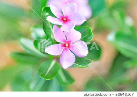 ludwigia adscendens or periwinkle flower ludwigia adscendens or periwinkle flower 28648167
