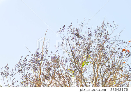lagerstroemia, lagerstroemia speciosa lagerstroemia, lagerstroemia speciosa 28648176