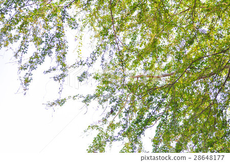 leaf, tree and sky background leaf, tree and sky background 28648177
