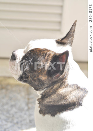 sunbathe French bulldog 28648178