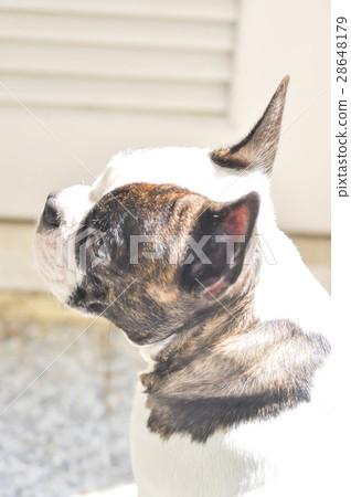 sunbathe French bulldog sunbathe French bulldog 28648179