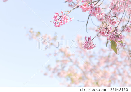 wild himalayan cherry or prunus cerasoides, sakura 28648180