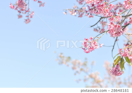 wild himalayan cherry or prunus cerasoides, sakura wild himalayan cherry or prunus cerasoides, sakura 28648181