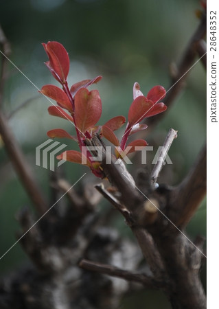 台灣,台南,植物,嫩葉,發芽,生命力,希望,求生,掙扎,生存 28648352