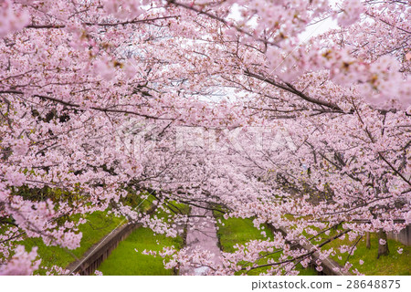Cherry tree in full bloom  28648875