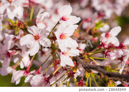 Cherry tree in full bloom  28648949