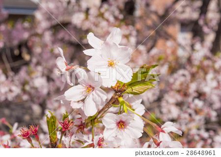 Cherry tree in full bloom  28648961