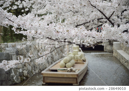 Takase Shogakigawa Sakura Kyoto 28649010